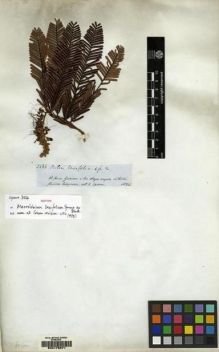 Type specimen at Edinburgh (E). Spruce, Richard: 3566. Barcode: E00178571.