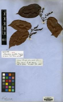 Type specimen at Edinburgh (E). Spruce, Richard: 2734. Barcode: E00178573.