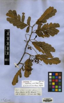 Type specimen at Edinburgh (E). Spruce, Richard: 2408. Barcode: E00178576.