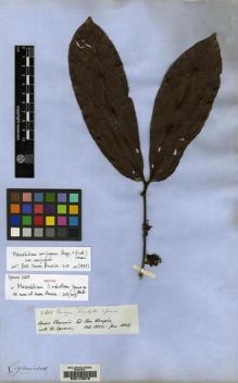 Type specimen at Edinburgh (E). Spruce, Richard: 2668. Barcode: E00178579.