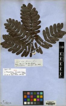 Type specimen at Edinburgh (E). Spruce, Richard: 2593. Barcode: E00178581.