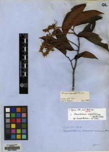Type specimen at Edinburgh (E). Spruce, Richard: 154. Barcode: E00178582.