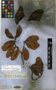 Type specimen at Edinburgh (E). Spruce, Richard: 2781. Barcode: E00178583.
