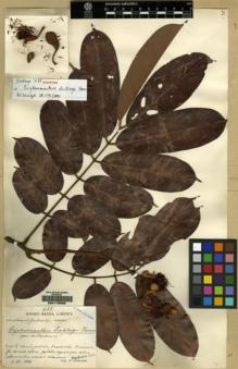 Type specimen at Edinburgh (E). Dinklage, Max: 1687. Barcode: E00178586.