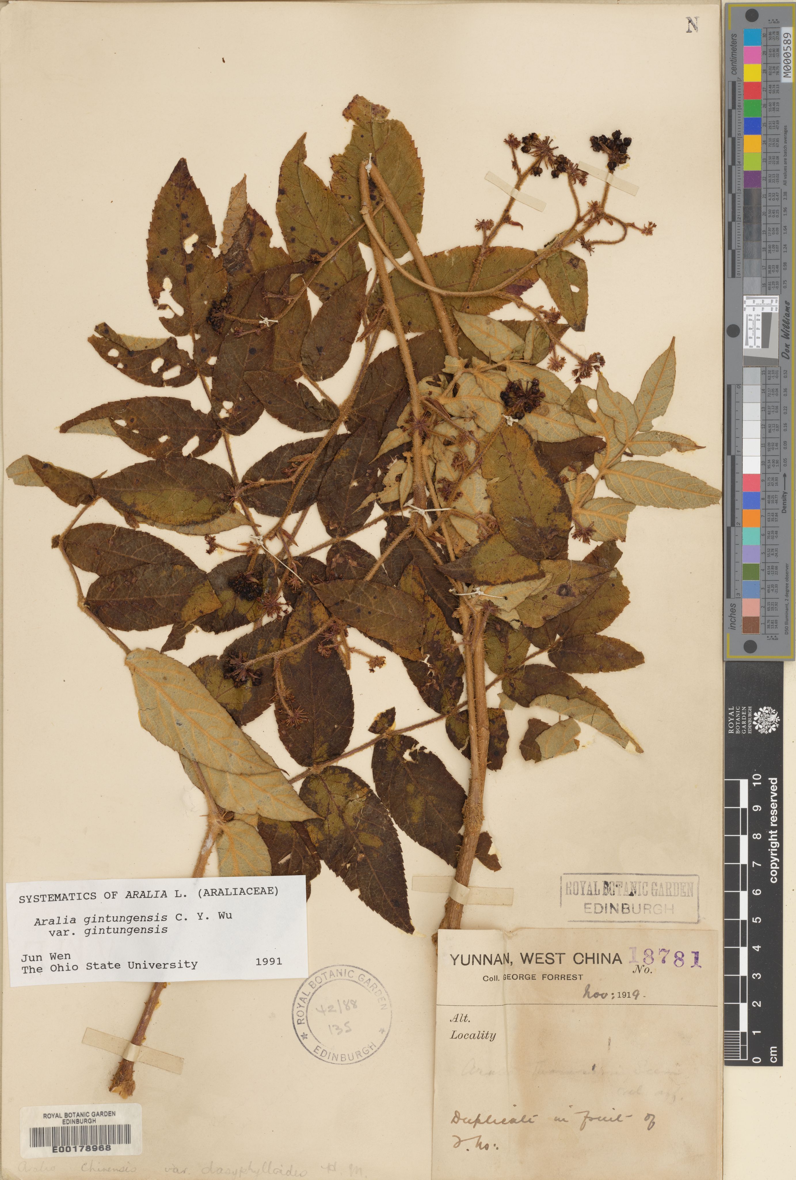 Aralia gintungensis (Aralia gintungensis)