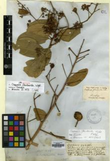 Type specimen at Edinburgh (E). Wight, Robert: 2439. Barcode: E00179030.