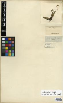 Type specimen at Edinburgh (E). Wight, Robert: 42. Barcode: E00179034.