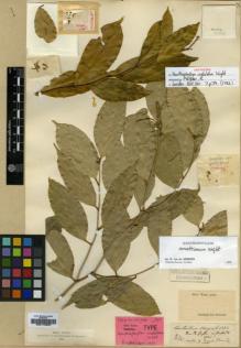 Type specimen at Edinburgh (E). Wight, Robert: 54. Barcode: E00179037.