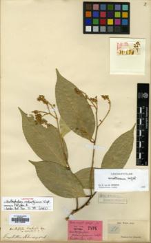 Type specimen at Edinburgh (E). Wight, Robert: 51. Barcode: E00179038.