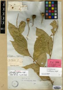 Type specimen at Edinburgh (E). Wight, Robert: 60. Barcode: E00179041.