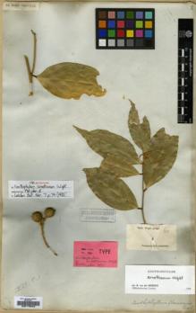Type specimen at Edinburgh (E). Wight, Robert: 60. Barcode: E00179043.