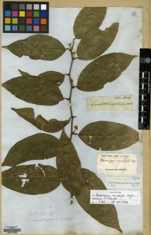 Type specimen at Edinburgh (E). Wight, Robert: 115. Barcode: E00179056.