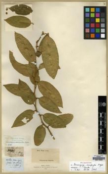 Type specimen at Edinburgh (E). Wight, Robert: 115. Barcode: E00179059.