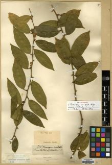 Type specimen at Edinburgh (E). Wight, Robert: 115. Barcode: E00179060.