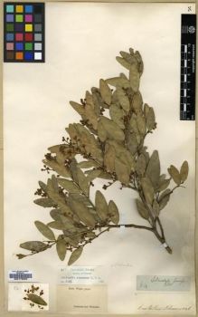 Type specimen at Edinburgh (E). Wight, Robert: 84. Barcode: E00179063.