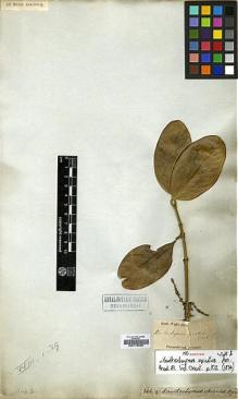 Type specimen at Edinburgh (E). Wight, Robert: 346A. Barcode: E00179066.