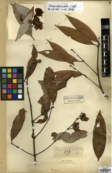 Type specimen at Edinburgh (E). Griffith, William: 297. Barcode: E00179068.