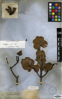 Type specimen at Edinburgh (E). Arnott, George: 98. Barcode: E00179074.