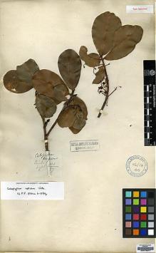 Type specimen at Edinburgh (E). Wight, Robert: 1836.97. Barcode: E00179077.
