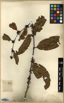 Type specimen at Edinburgh (E). Griffith, William: 977. Barcode: E00179087.