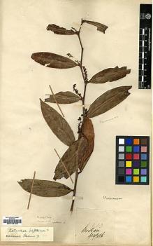 Type specimen at Edinburgh (E). Griffith, William: 2213. Barcode: E00179109.