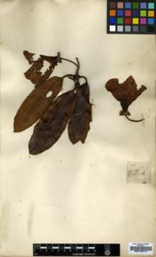 Type specimen at Edinburgh (E). Griffith, William: 2247. Barcode: E00179111.
