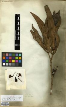 Type specimen at Edinburgh (E). Wallich, Nathaniel: 3616. Barcode: E00179120.