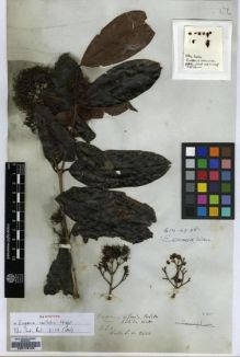 Type specimen at Edinburgh (E). Wallich, Nathaniel: 3606. Barcode: E00179123.