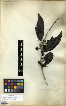 Type specimen at Edinburgh (E). Wallich, Nathaniel: 3606. Barcode: E00179124.