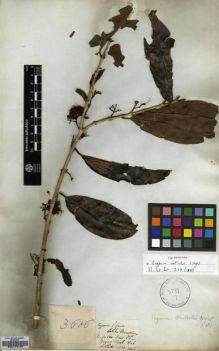Type specimen at Edinburgh (E). Wallich, Nathaniel: 3606. Barcode: E00179125.