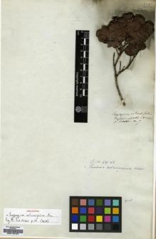 Type specimen at Edinburgh (E). Hooker, Joseph: 7. Barcode: E00179127.