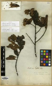 Type specimen at Edinburgh (E). Griffith, William: . Barcode: E00179128.