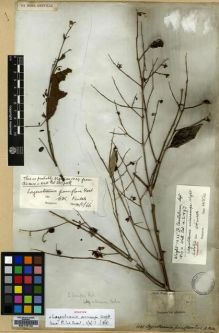Type specimen at Edinburgh (E). Wight, Robert: 1035. Barcode: E00179142.