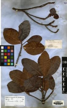 Type specimen at Edinburgh (E). Wight, Robert: 2147. Barcode: E00179152.