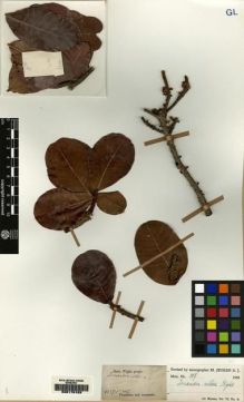 Type specimen at Edinburgh (E). Wight, Robert: 2147. Barcode: E00179153.