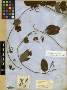 Type specimen at Edinburgh (E). Wight, Robert: 2243. Barcode: E00179157.