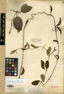 Type specimen at Edinburgh (E). Wight, Robert: 2243. Barcode: E00179159.