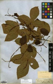 Type specimen at Edinburgh (E). Wight, Robert: 110. Barcode: E00179170.