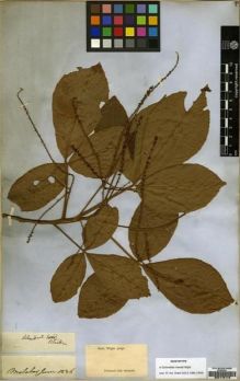 Type specimen at Edinburgh (E). Wight, Robert: 112. Barcode: E00179173.