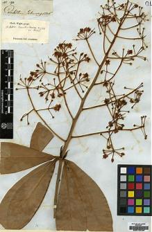 Type specimen at Edinburgh (E). Wight, Robert: 1836.590. Barcode: E00179188.