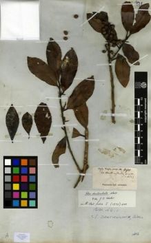 Type specimen at Edinburgh (E). Wight, Robert: 490. Barcode: E00179191.