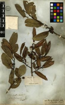 Type specimen at Edinburgh (E). Wight, Robert: 490. Barcode: E00179193.