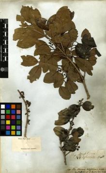 Type specimen at Edinburgh (E). Wight, Robert: 491. Barcode: E00179198.