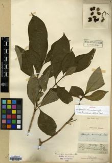 Type specimen at Edinburgh (E). Wight, Robert: 2520. Barcode: E00179236.