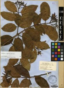 Type specimen at Edinburgh (E). Wight, Robert: 2546. Barcode: E00179246.