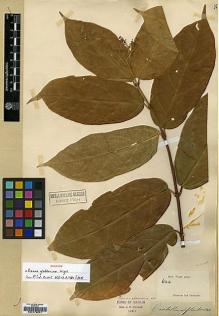 Type specimen at Edinburgh (E). Wight, Robert: 644. Barcode: E00179271.