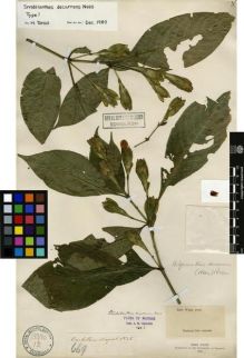 Type specimen at Edinburgh (E). Wight, Robert: 669. Barcode: E00179272.