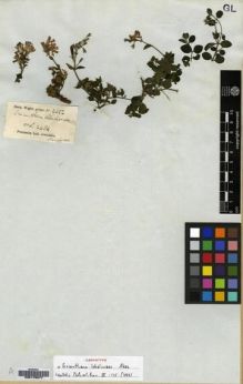 Type specimen at Edinburgh (E). Wight, Robert: 2022. Barcode: E00179277.