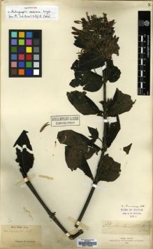 Type specimen at Edinburgh (E). Wight, Robert: 2703. Barcode: E00179282.