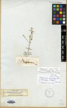 Type specimen at Edinburgh (E). Wight, Robert: . Barcode: E00179285.